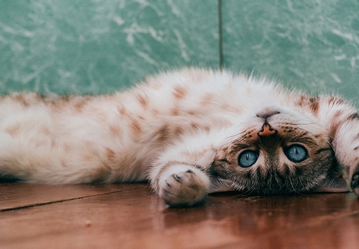 cat-scratch