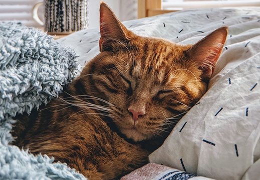 cat-sleeping