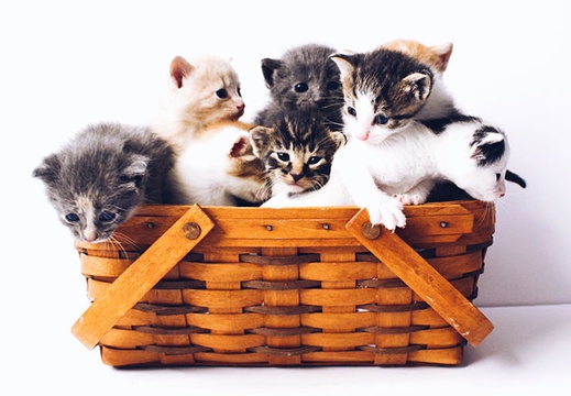 Cats