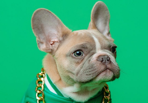 dog-bling