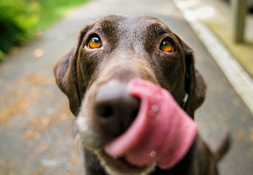 dog