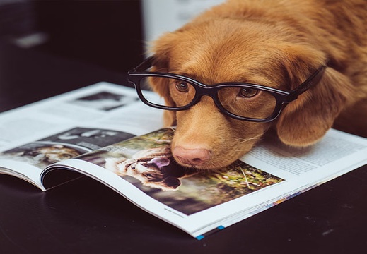 dog-reading