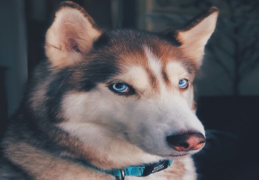 dog2