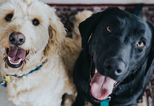 dogs-adorable
