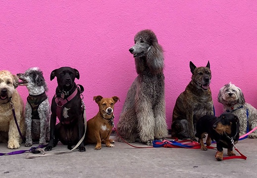dogs