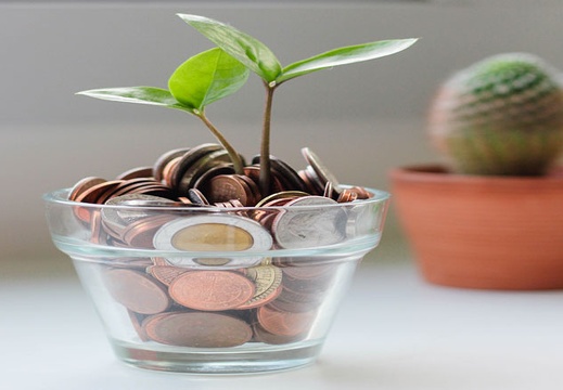 money-plant