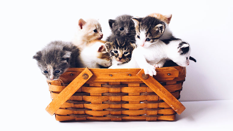 cats-basket.jpg